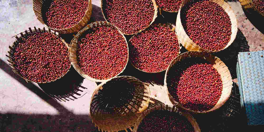 Ethiopian Coffee  Beans  by Bunah Coffee